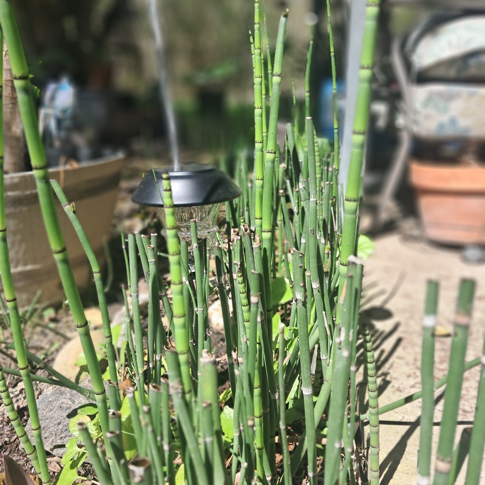 Picked Fresh Horsetail, Approximately 25 Reeds w/ Roots